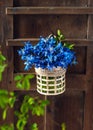 Beautiful spring flowers bouquet of Blue Scilla plant in a small vase  hanging on an old wooden door. Royalty Free Stock Photo