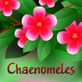 Beautiful spring flowers Chaenomeles. Cards or your design with space for text. Vector