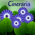 Beautiful spring flowers Cineraria. Cards or your design with space for text. Vector Royalty Free Stock Photo