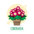 Beautiful spring flowers of cineraria in a pot. Vector Royalty Free Stock Photo