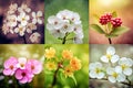 Beautiful spring flowers collage. Beautiful nature scene with blooming tree. Royalty Free Stock Photo