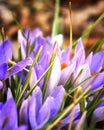 Beautiful Spring Flowers - Crocoideae Royalty Free Stock Photo