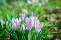 beautiful spring flowers  crocus on field Royalty Free Stock Photo