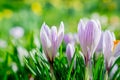 beautiful spring flowers  crocus on field Royalty Free Stock Photo