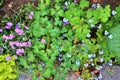 Beautiful spring flowers in different colors placed in a flower bed Royalty Free Stock Photo