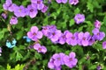 Beautiful spring flowers in different colors placed in a flower bed Royalty Free Stock Photo