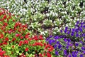 Beautiful spring flowers in different colors placed in a flower bed Royalty Free Stock Photo