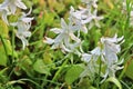 Beautiful spring flowers in different colors placed in a flower bed Royalty Free Stock Photo