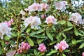 Beautiful spring flowers in different colors placed in a flower bed Royalty Free Stock Photo