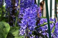 Beautiful spring flowers in different colors placed in a flower bed Royalty Free Stock Photo