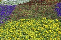 Beautiful spring flowers in different colors placed in a flower bed Royalty Free Stock Photo