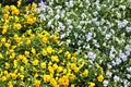 Beautiful spring flowers in different colors placed in a flower bed Royalty Free Stock Photo