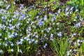 Beautiful spring flowers in a flower bed in different colors Royalty Free Stock Photo