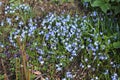 Beautiful spring flowers in a flower bed in different colors Royalty Free Stock Photo