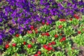 Beautiful spring flowers in a flower bed in different colors Royalty Free Stock Photo