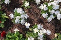 Beautiful spring flowers in a flower bed in different colors Royalty Free Stock Photo