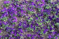 Beautiful spring flowers in a flower bed in different colors Royalty Free Stock Photo