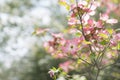 Beautiful Spring Flowers