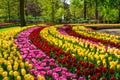 Beautiful spring flowers in Keukenhof park in Netherlands