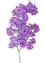 Beautiful spring flowers - Lilac flowers isolated on white background. Syringa vulgaris. Lilac branch Royalty Free Stock Photo