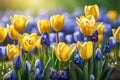 Beautiful spring flowers with lot of different color and variation of tulips, muscari and narcissus flowers