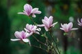 Beautiful spring flowers of Magnolia. Spring has come. Botanical garden Royalty Free Stock Photo