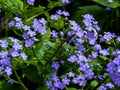 Myosotis, blue flowers