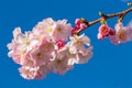 Beautiful spring flowers in an orchard. Royalty Free Stock Photo