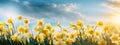 Beautiful spring flowers outdoors on sunny day,daffodils, narcissus,