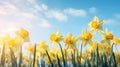 Beautiful spring flowers outdoors on sunny day,daffodils, narcissus Royalty Free Stock Photo