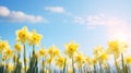 Beautiful spring flowers outdoors on sunny day,daffodils, narcissus Royalty Free Stock Photo