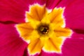 Beautiful spring flowers of pink primula -close up Royalty Free Stock Photo