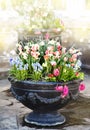 Beautiful spring flowers in a pot Royalty Free Stock Photo