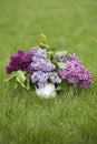 Beautiful spring flowers. purple lilac in white vase on grass green background Royalty Free Stock Photo