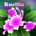 Beautiful spring flowers purple ruellia. Cards or your design with space for text. Vector