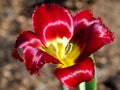 Beautiful spring flowers - Red Tulips, fringe Royalty Free Stock Photo