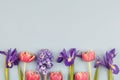 Beautiful spring flowers. red tulips, purple irises and hyacinth on blue background Royalty Free Stock Photo