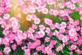 Beautiful spring flowers Rose Maiden Pinks growing in the garden on a sunny day, background for design, natural wallpaper Royalty Free Stock Photo