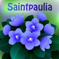 Beautiful spring flowers Saintpaulia. Cards or your design with space for text. Vector