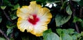 Spring Flowers - Fancy Hibiscus Close Up