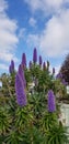 Spring Flowers - Pride of Madeira against the Blue Sky Royalty Free Stock Photo