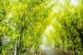 Beautiful spring flowers series, wisteria trellis in garden