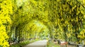 Beautiful spring flowers series, wisteria trellis in garden