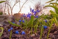 Beautiful spring flowers of Siberian Squill Scilla siberica in the morning Sun. Close-up Royalty Free Stock Photo