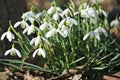 Beautiful spring flowers snowdrops, Galanthus nivalis.