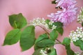 Beautiful spring flowers or sommer white of apple or bird cherry, daffodil, lilac or purple aster on a pink background