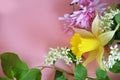 Beautiful spring flowers or sommer white of apple or bird cherry, daffodil, lilac or purple aster on a pink background