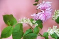 Beautiful spring flowers or sommer white of apple or bird cherry, daffodil, lilac or purple aster on a pink background