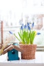 Spring flowers spring bulb grape hyacinth Muscari and yellow hyacinth in handmade wickery basket and blue wooden bird feeder on wh Royalty Free Stock Photo