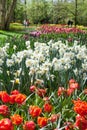 Beautiful Spring Flowers in Spring Garden Keukenhof, Lisse, Netherlands.